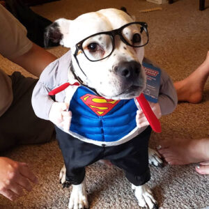 pit bull in superman costume